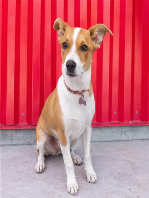 Photo of Nova