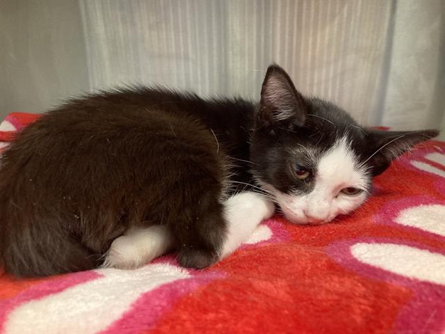 Photo of GAZPACHO