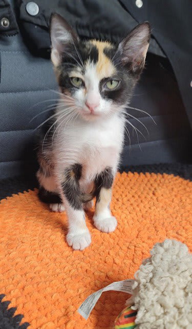 Photo of PURRSEPHONE
