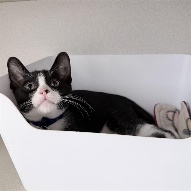 Photo of SOOT