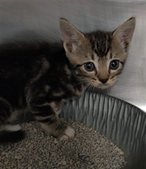 Photo of Cat