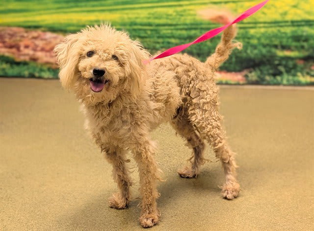 Photo of LUCKY