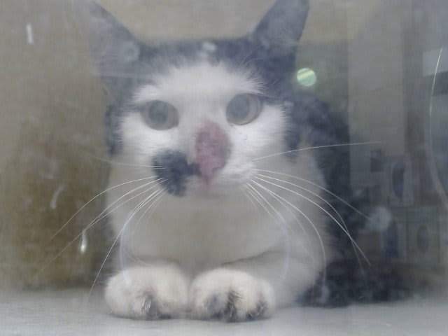 Photo of Cat