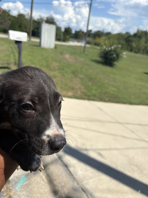 Photo of GORDO
