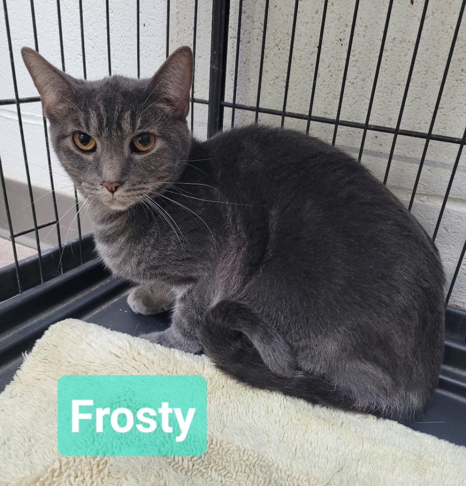 Photo of Frosty