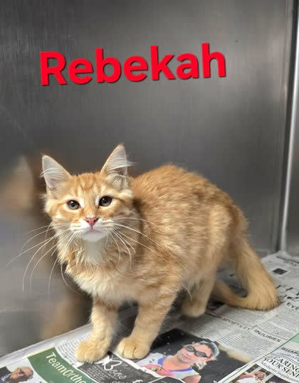 Photo of Rebekah