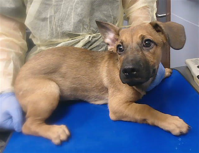 Photo of TINKERBELL