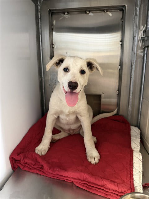 Photo of CHANCE