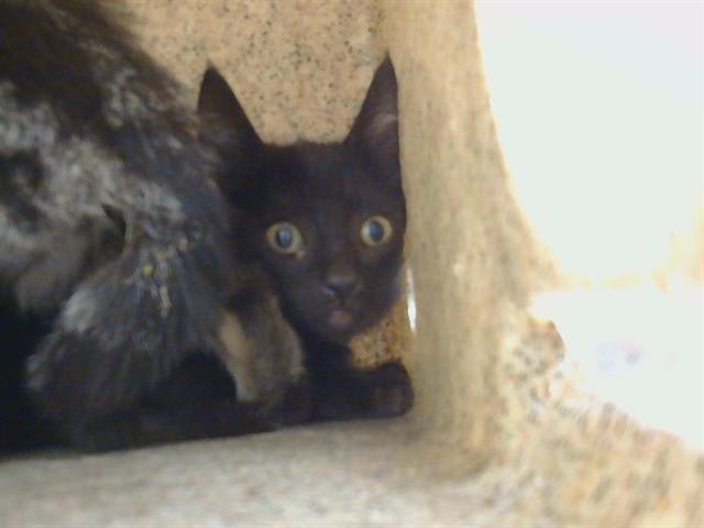Photo of Cat