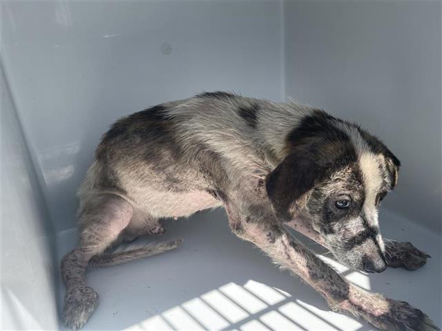 Photo of Dog