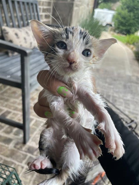 Photo of Cat