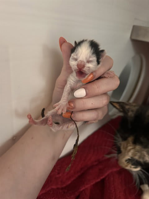 Photo of Cat