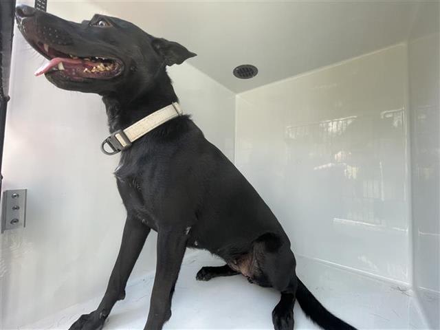 Photo of Dog