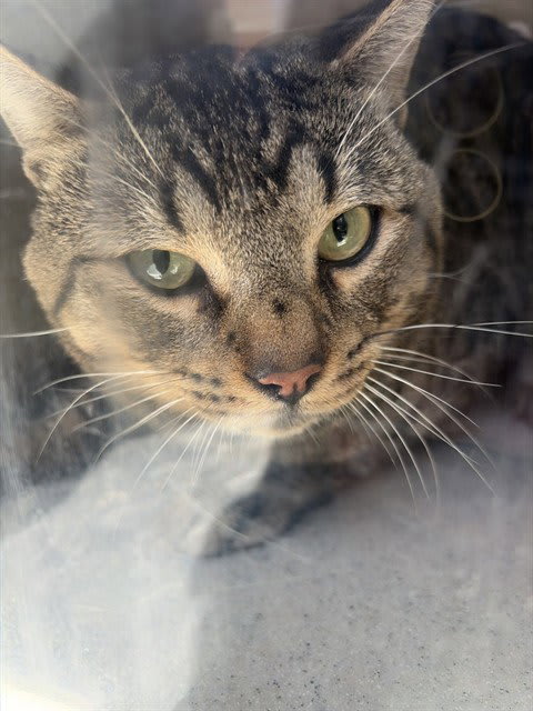 Photo of OATMAN 1