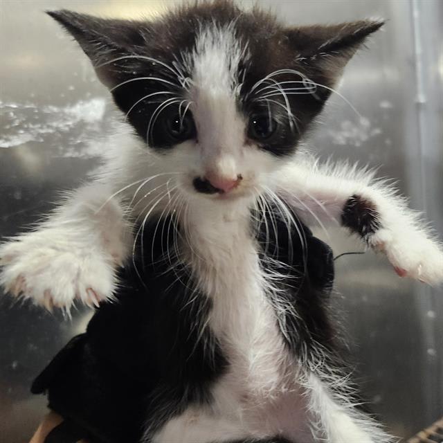 Photo of BUTTERCUP