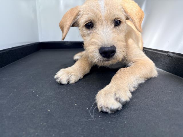 Photo of Dog
