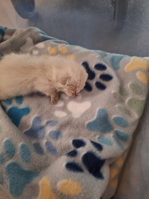 Photo of Cat