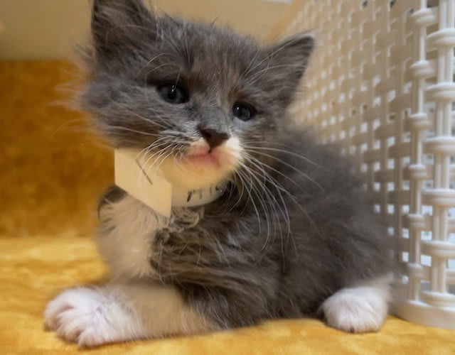 Photo of MUFFIN