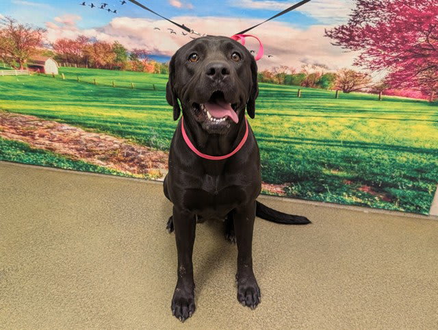 Photo of Dog
