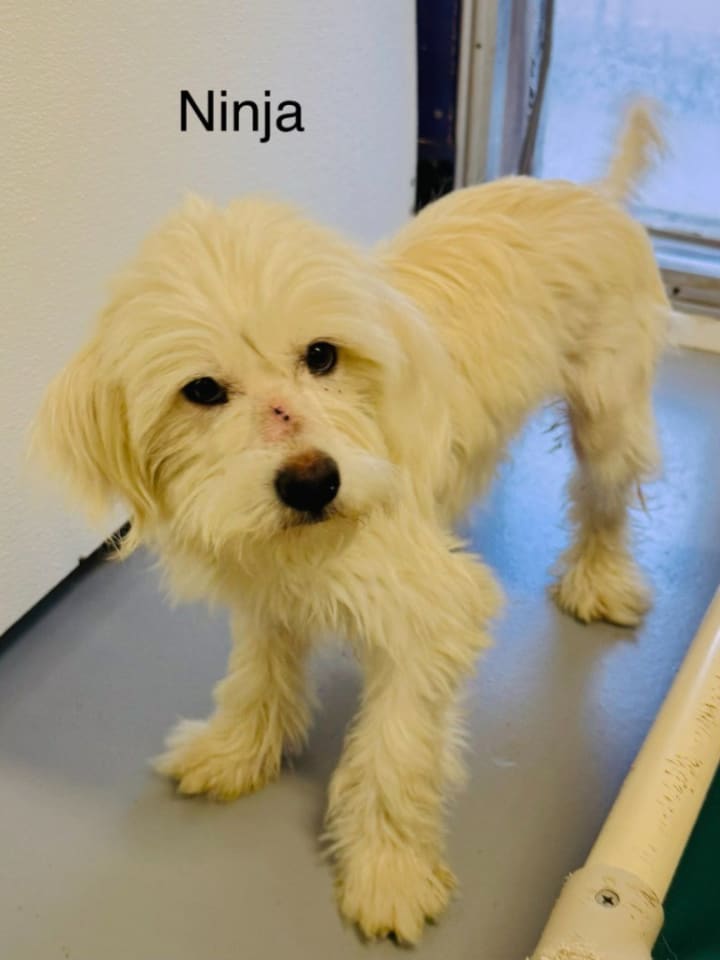 Photo of Ninja