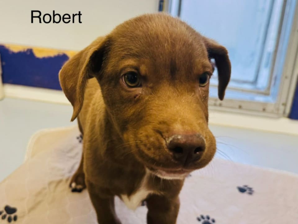 Photo of Robert