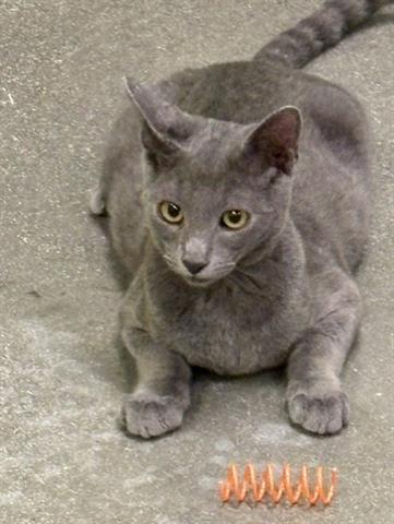 Photo of Shelby