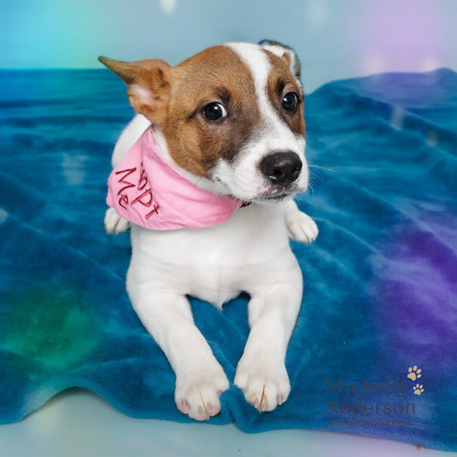 Photo of TIA