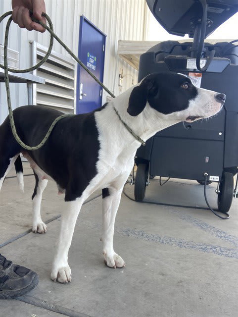 Photo of DOG 1