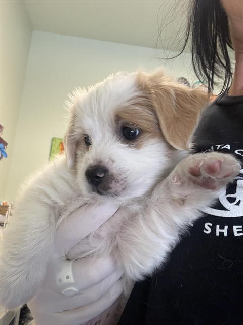 Photo of OLIVER MARSHMALLOW