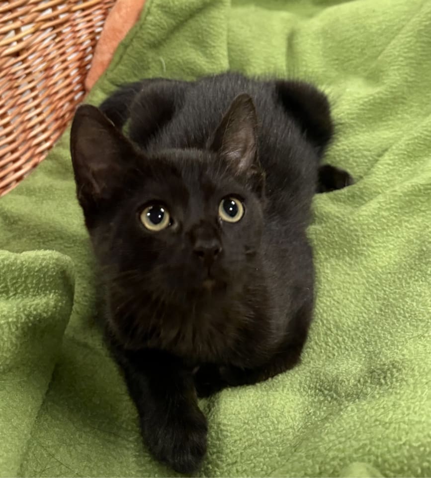 Photo of polly