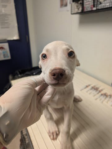 Photo of PUP 1