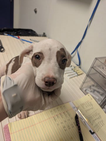Photo of PUP 5