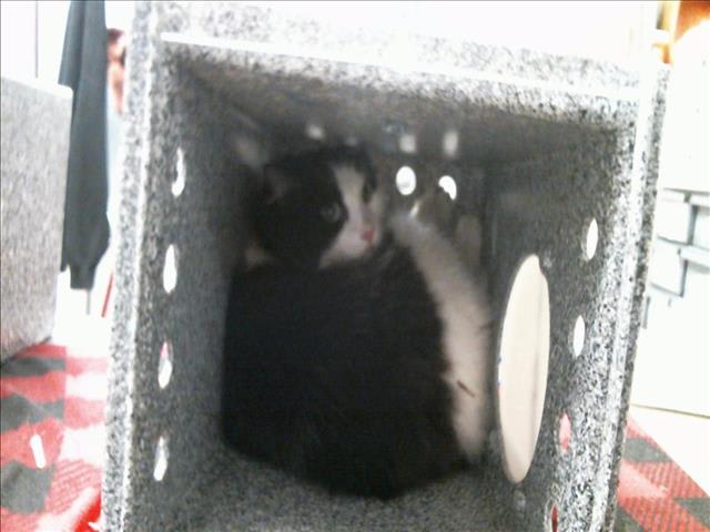 Photo of OREO