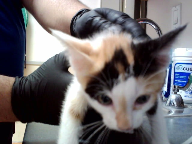 Photo of Cat