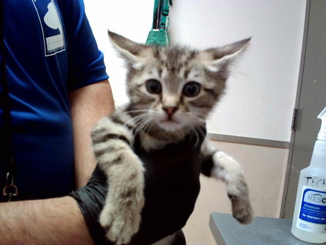 Photo of Cat