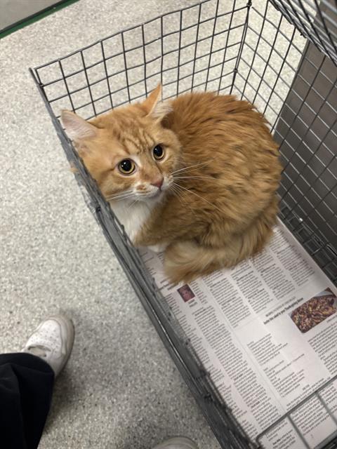 Photo of KITTY