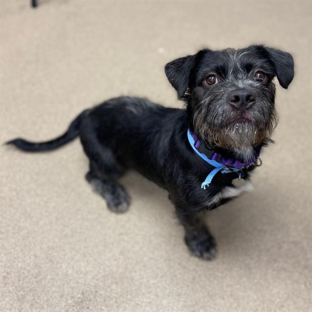 Photo of WATSON