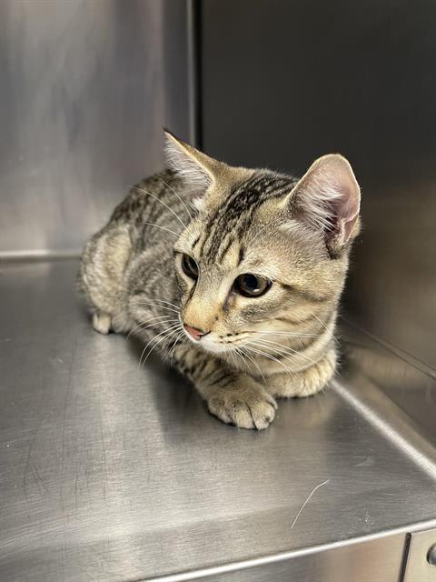 Photo of TIGGER