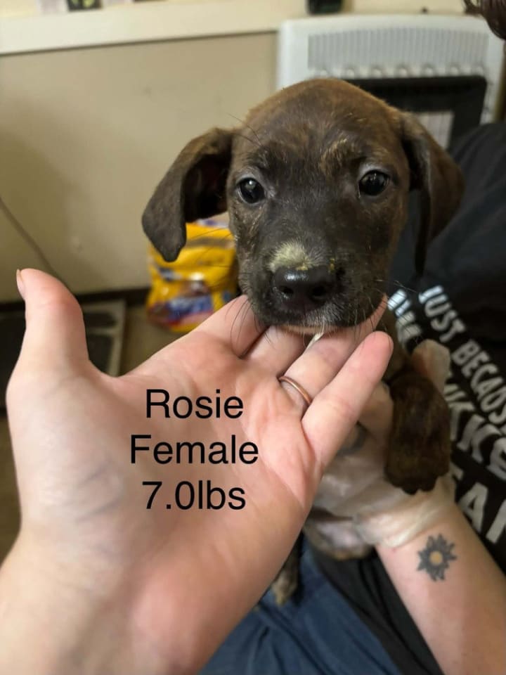 Photo of Johnson Rs : Rosie