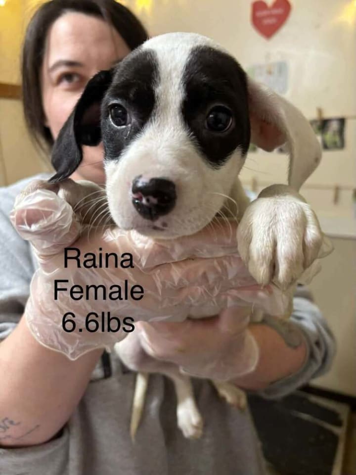 Photo of Johnson Rs : Raina