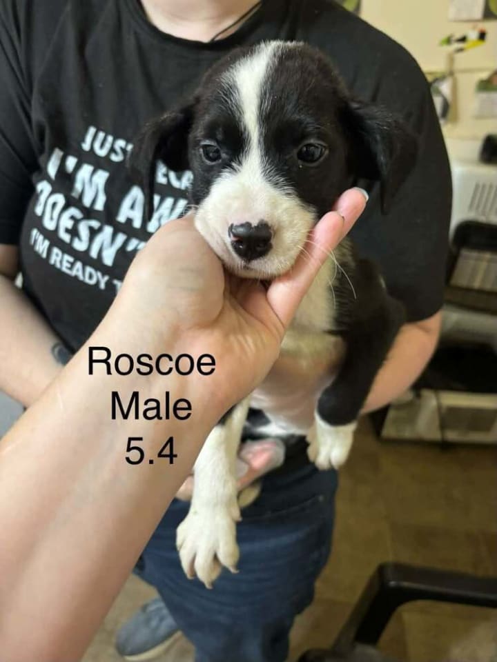 Photo of Johnson Rs : Roscoe