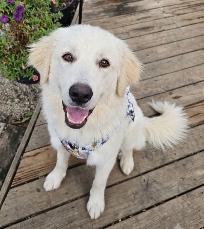 Photo of Pearl