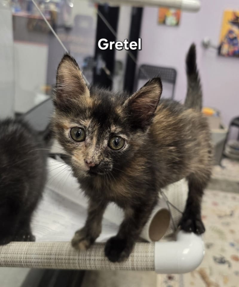 Photo of Gretel