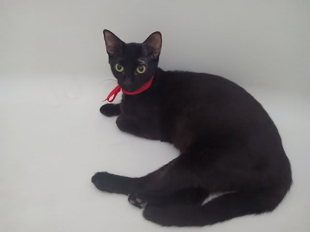 Photo of Gigi