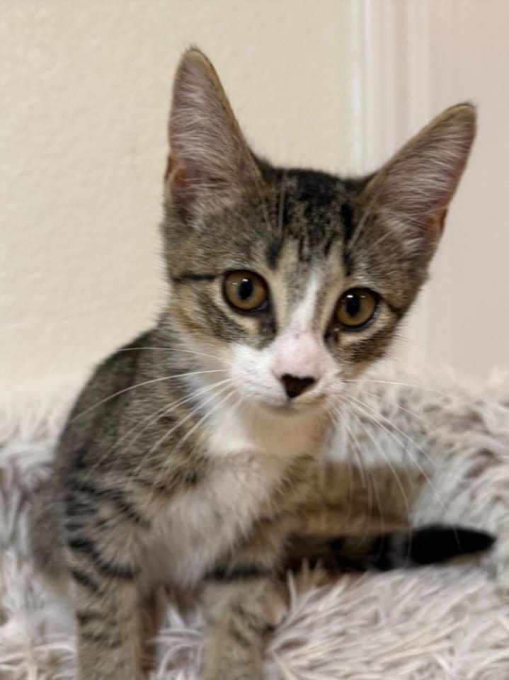 Photo of Birdie