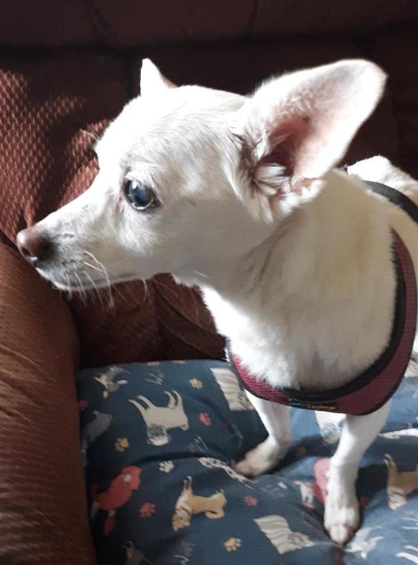 Photo of Lizzy - sweet, sweet senior