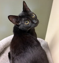 Photo of Raven