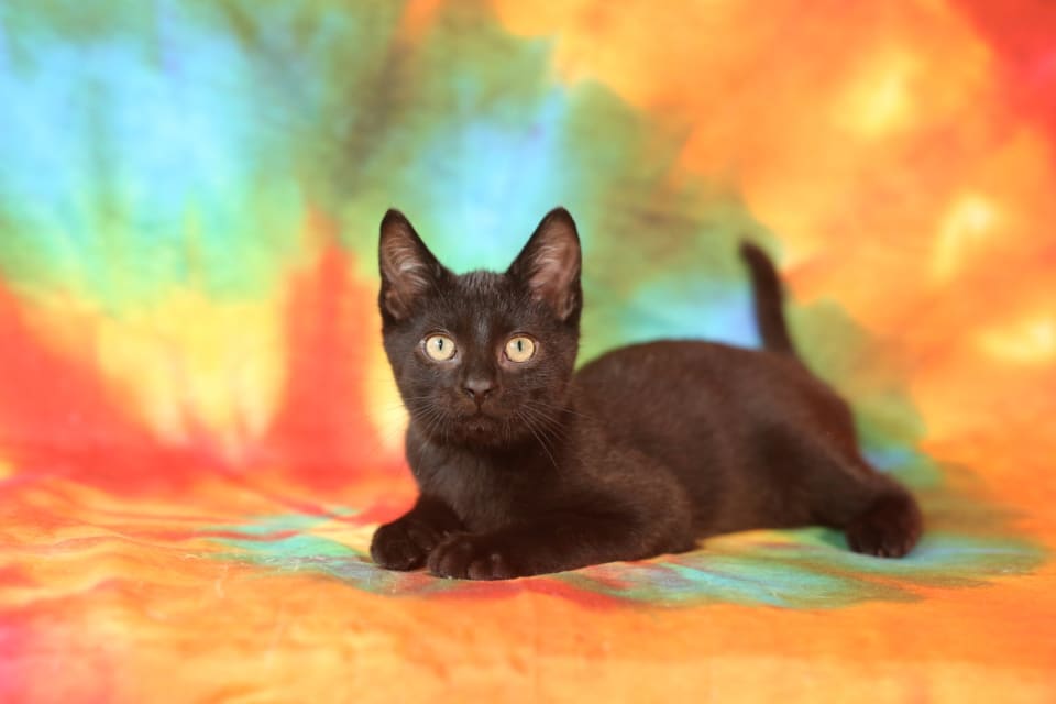 Photo of Oblio
