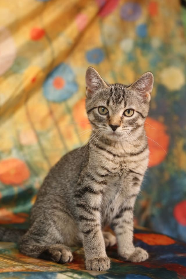 Photo of Riptide