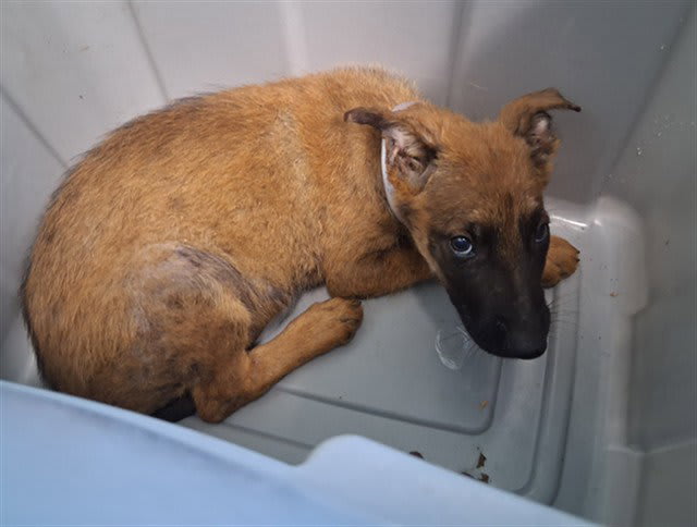 Photo of Dog